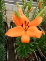 [5029 Montebello No02.JPG]